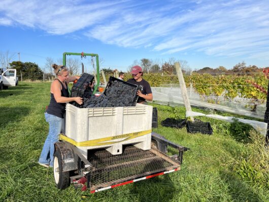 Unionville Vineyards, Jersey Bites, Marissa Muoio