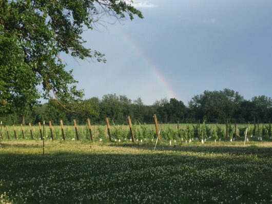 Stokelan Winery, Medford, Jersey Bites, Marissa Muoio