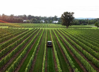 Jersey Bites, Beneduce Vineyards, Marissa Muoio, Mike Beneduce