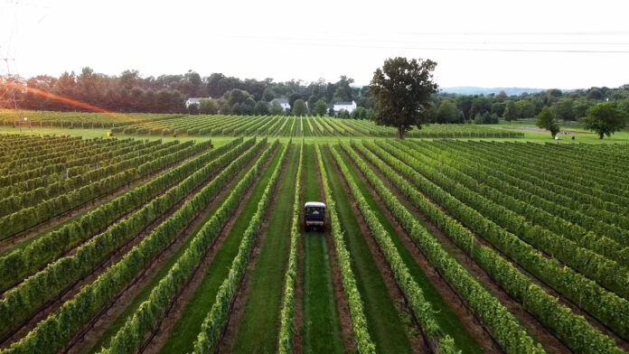 Jersey Bites, Beneduce Vineyards, Marissa Muoio, Mike Beneduce