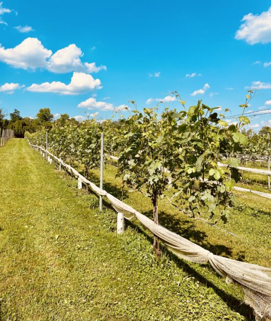 The Vineyards at Angelico Winery in Lambertville, NJ, Jersey Bites