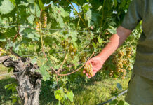 Crafting Excellence: Discovering Bellview Winery with Winemaker David Gardner