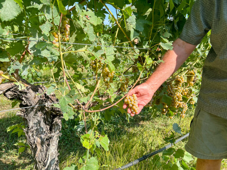 Crafting Excellence: Discovering Bellview Winery with Winemaker David Gardner