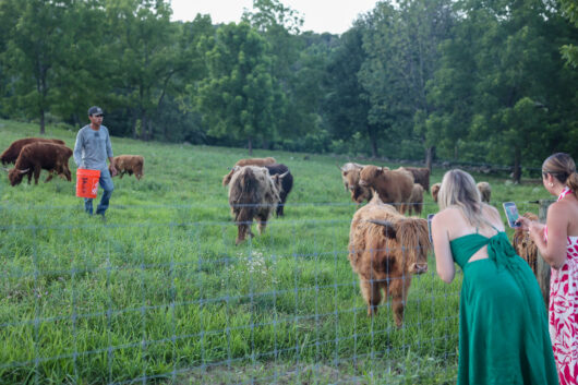 The Highland cows raised on the farm make their appearance for happy guests