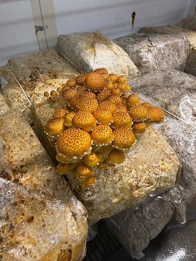 Organic chestnut mushrooms growing at Two River Gourmet Mushrooms in Millstone Township, New Jersey