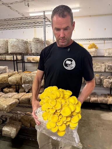 KC Sullivan showing yellow oyster mushrooms at Two River Gourmet Mushrooms in Millstone Township, New Jersey