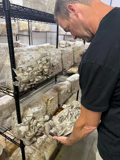 KC Sullivan showing gourmet mushrooms growing in the fruiting room at Two River Gourmet Mushrooms in Millstone Township, New Jersey