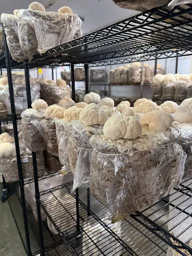 Organic Lion’s Mane mushrooms growing in the fruiting room at Two River Gourmet Mushrooms in Millstone Township, New Jersey