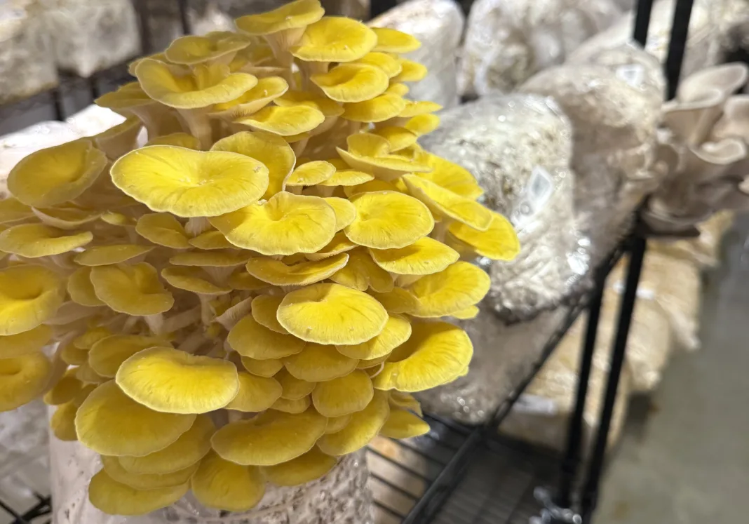 Two River Gourmet Mushroom Farm