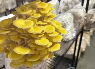 The Local Mushroom Farm Behind Your Favorite Restaurant Dishes
