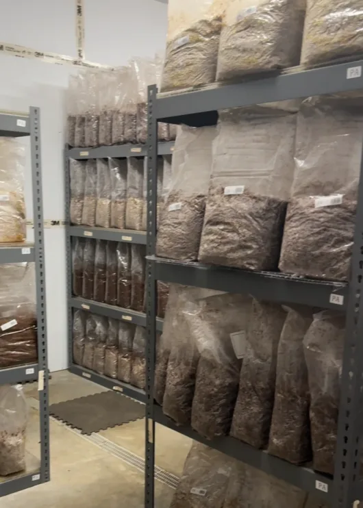 Inoculated mushroom blocks colonizing at Two River Gourmet Mushrooms farm in Millstone Township, New Jersey